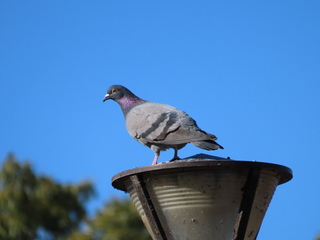 Columba livia