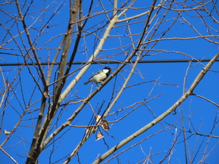 Parus major