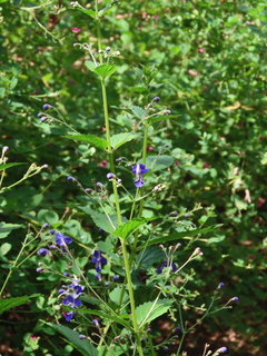 Tripora divaricata