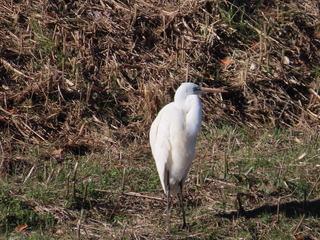 Aldea modesta?