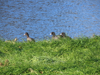 Fulica atra