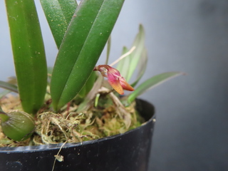 Bulbophyllum japonicum