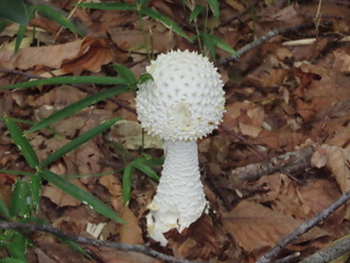 Amanita virgineoides