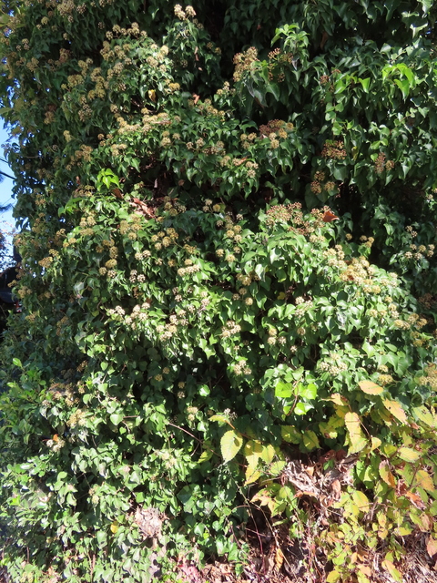 IMG_7607.JPG