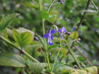 Tripora divaricata