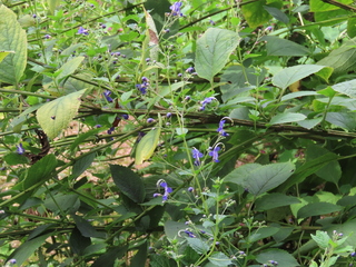 Tripora divaricata