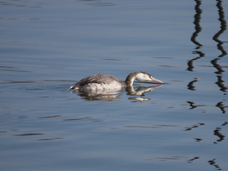 Podiceps cristatus