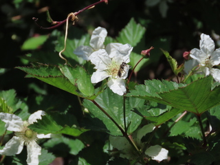 Rubus hirsutus