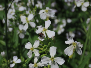 Eurydema rugosa