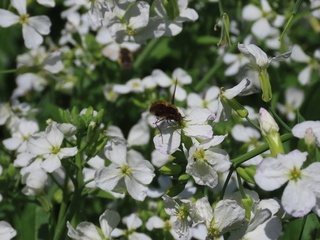 Bombylius major