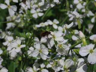 Bombylius major