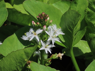 Menyanthes trifoliata