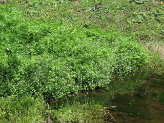 Cardamine sp.