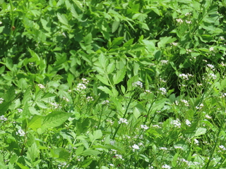 Cardamine sp.