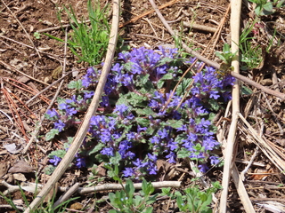 Ajuga decumbens