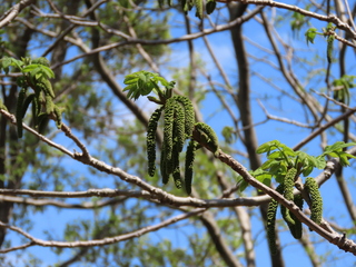 Juglans mandshurica var. sachalinensis