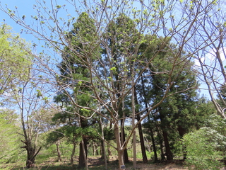 Juglans mandshurica var. sachalinensis