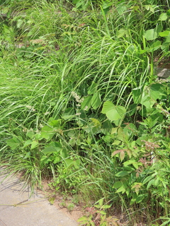 Dactylis glomerata