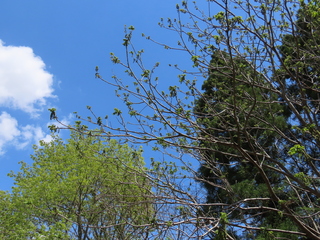 Juglans mandshurica var. sachalinensis