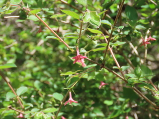 Lonicera gracilipes var. glandulosa