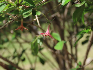 Lonicera gracilipes var. glandulosa