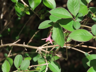 Lonicera gracilipes var. glandulosa