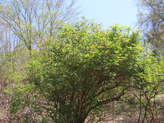 IMG_7736.JPG