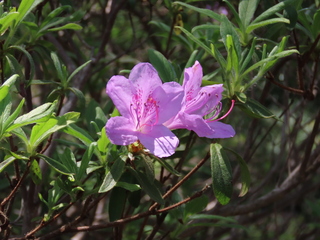 Rhododendron ripense
