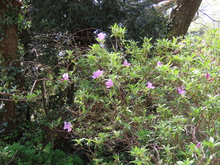 Rhododendron ripense