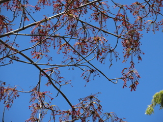 Acer pycnanthum