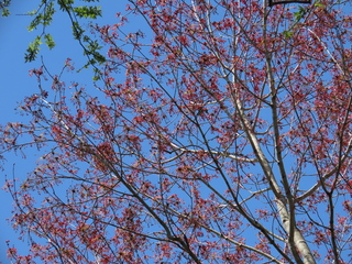 Acer pycnanthum