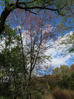 Acer pycnanthum