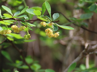 Berberis thunbergii