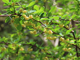 Berberis thunbergii