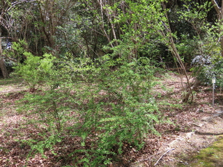 Berberis thunbergii
