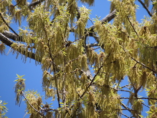 Quercus acutissima