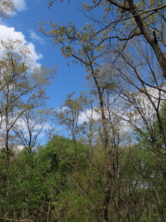 Quercus acutissima