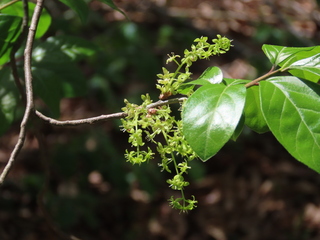 Orixa japonica