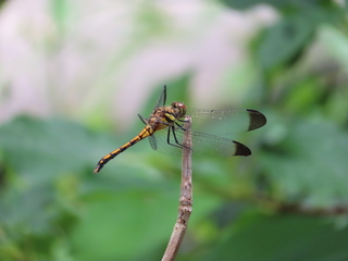 Sympetrum infuscatum