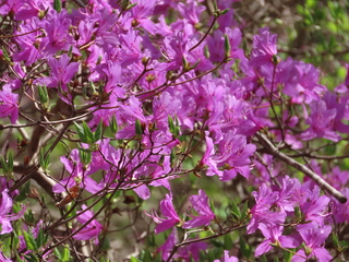 Rhododendron reticulatum