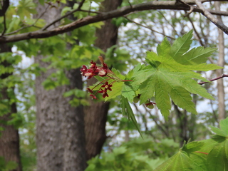 Acer japonicum