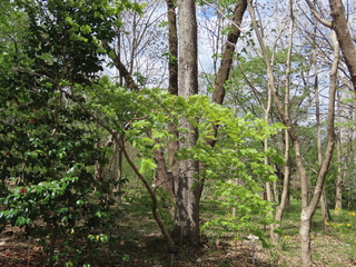Acer japonicum