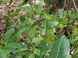 Aucuba japonica var. borealis