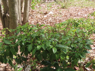 Aucuba japonica var. borealis