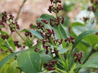 Aucuba japonica var. borealis