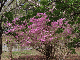 Rhododendron reticulatum
