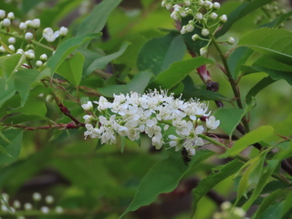Prunus grayana