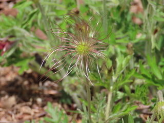 Pulsatilla cernua
