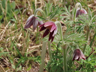 Pulsatilla cernua