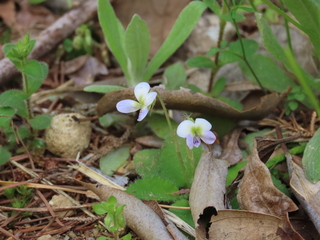 Viola diffusa